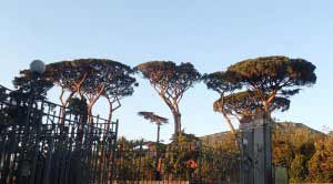 I grandi pini visti da Sant'Agnello (WWF)