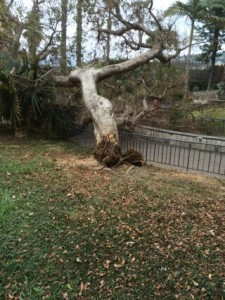 Ficus crollato
